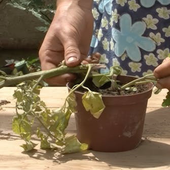 gråskimmel tomater gråskimmel tomater